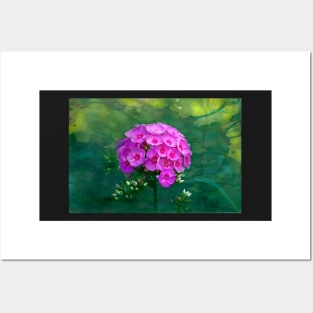 Pink Phlox Posters and Art